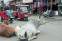 Nedílná součást indického provozu – krávy ležící uprostřed silnice
