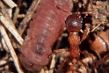 Housenka modráska bahenního v hnízdě mravence. Zdroj www.semanticscholar.org.