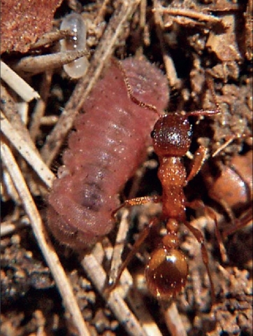 Housenka modráska bahenního v hnízdě mravence. Zdroj www.semanticscholar.org.