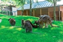 Zoo Praha, expozice australské fauny